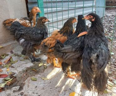 ит доберман: Продаю | Куры | Брама — 1