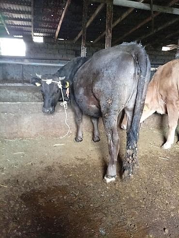 куры сплятами: Продаю | Корова (самка) | Для разведения | Привязанные — 4