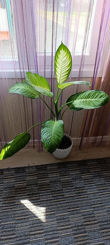 Диффенбахия (комнатное растение) в декоративном горшке - Вид