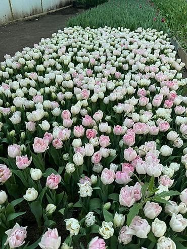 ❗️❗️ ❗️ принимаю заказы оптом тюльпанов и в розницу✅ Оптом принимаю — 4