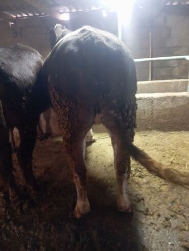 Иттер: Сатам | Бука (эркек) | Бордоп семиртүү үчүн | Байланган — 9