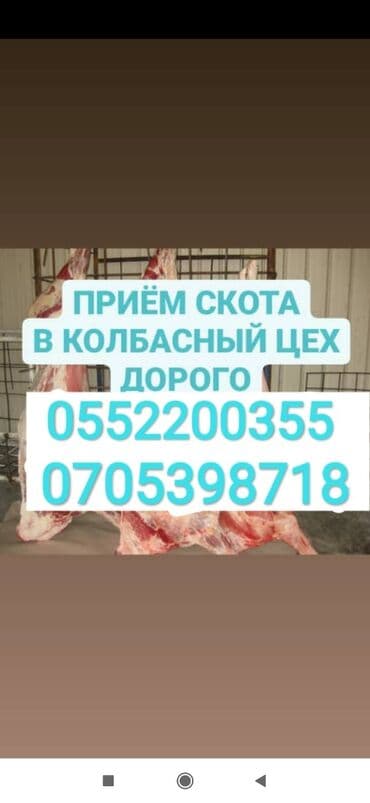 продажа домашних животных: Куплю | Коровы, быки, Лошади, кони, Другие с/х животные | Откормленные, Круглосуточно, Любое состояние — 1