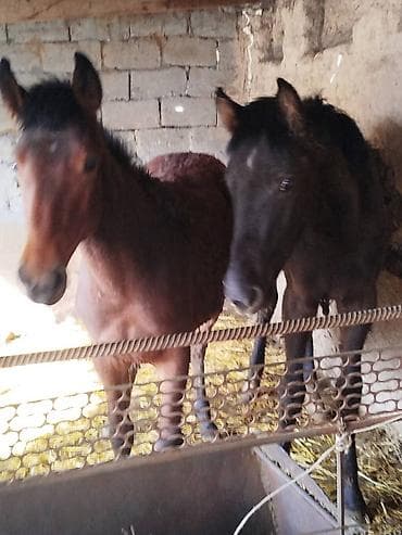 Животные: Продаю | Жеребенок | Для разведения | Племенные — 2