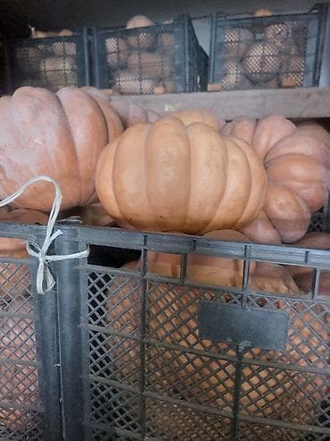 Жашылчалар: Тыква столовая, сортовое ассорти. - Крупноплодные рифлёные тыквы и — 1