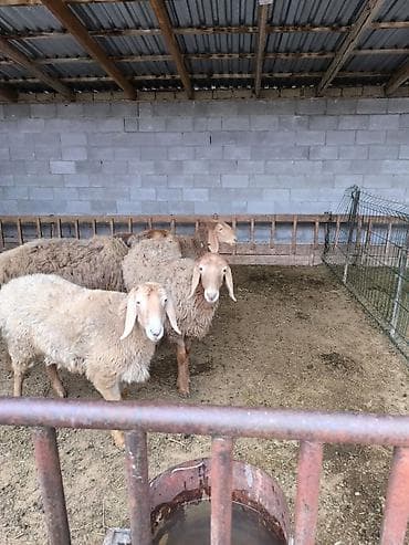 продаю тук: Продаю | Ягненок | Арашан | Для разведения | Ярка — 6