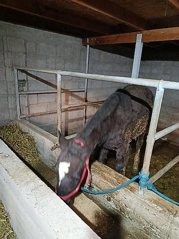 пони лошат: Продаю | Жеребец — 6