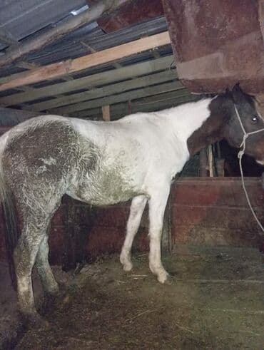 отдам собаку даром: Продаю | Кобыла (самка) | Рабочий — 2