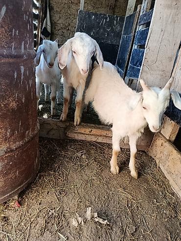 голова коровы: Продаю | Коза (самка) | Для разведения | Племенные — 3