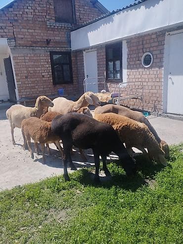 безпроводная мышь: Продаю | Овца (самка) | Арашан | Для разведения | Матка — 4
