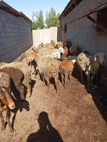 вет препараты: Продаю | Овца (самка) | Для разведения | Матка — 1