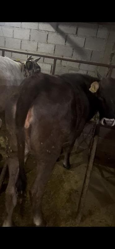 маленькие бычки: Продаю | Бык (самец) | На откорм | Привязанные — 4