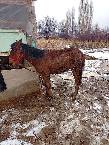 4 5мм: Сатам | Бээ (ургаачы) — 2