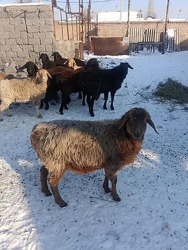 Продаю | Баран (самец) | На забой