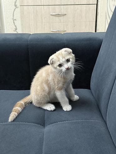 Шотландский вислоухий котёнок (Scottish Fold) Возраст: 2 месяца