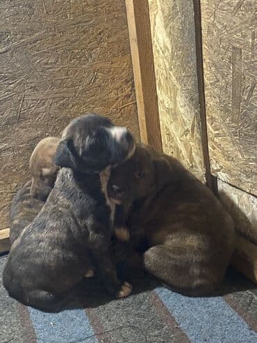 животные в добрые руки: Амстафф, 2 месяца, Самка, С прививкой — 4