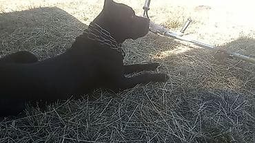 Продаю звонить