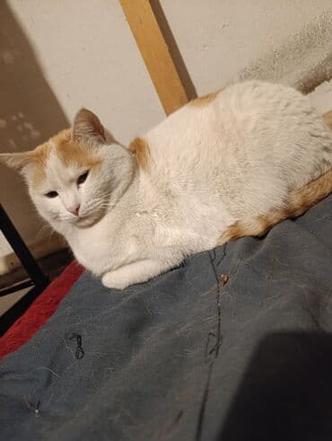 шотландские вислоухие котята в бишкеке: Беспородная, 5 месяцев, Девочка, Белый, Кастрирована, Приучена к лотку, Проглистована — 22