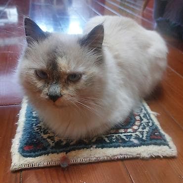 рэгдолл купить: Рэгдолл, 11 месяцев, Девочка, Приучена к лотку — 5