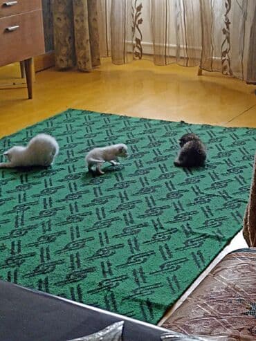 Котята . отдам в хорошие руки. - На фото — помет из трёх котят: два
