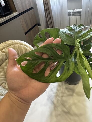 садовые светы: Монстера Маска обезьяны Домашнее взрослое растение требует пересадки — 1