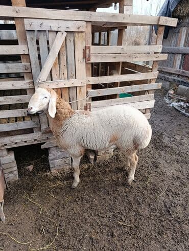 лошадь белая: Продаю | Овца (самка) | Арашан | Для разведения | Осеменитель — 10