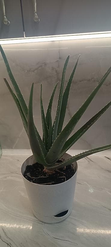 светы: Алоэ вера в горшке - Вид: Aloe vera (алоэ столетник), суккулент. - — 3