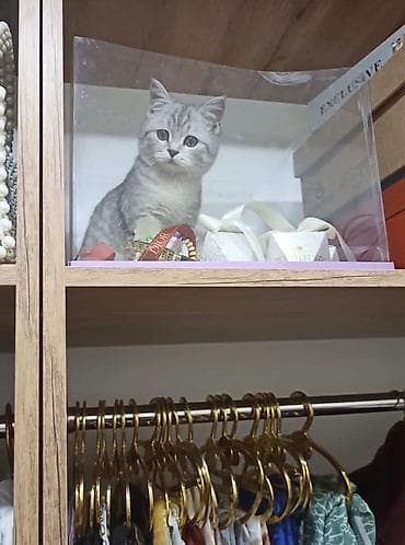 шотландская вислоухая кошка фото цена: Пропала : Скотиш Страйт (Шотландская прямоухая), Серый — 1
