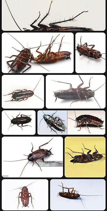 костюм для танца: Дезинфекция, дезинсекция, | Клопы, | Квартиры — 9