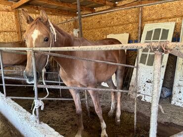 купить домик для кошки недорого: СЕМИЗ БЭЭЛЕР САТЫЛАТ!!! семиз бээ, выбор коп, келип тандап кетсенер — 9