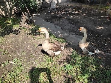 Домашние гуси - Порода: линда+крупные серые (характерный «шишак» на