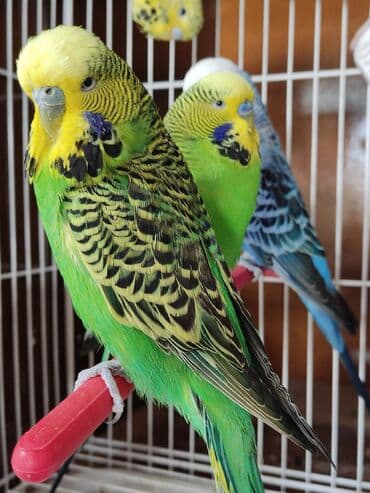 корм для птенцов волнистых попугаев: Волнистые чехи! Визуально определить чехов среди остальных — 7