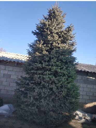 Продаём елку
15000
10000
Город Токмок at lalafo.kg Продаём елку
15000
10000
Город Токмок