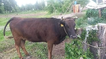 Продаю | Бык (самец) | На откорм | Привязанные at lalafo.kg Продаю | Бык (самец) | На откорм | Привязанные