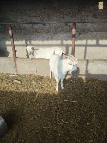 Другие животные: Саан эчкилер сатылат — 8