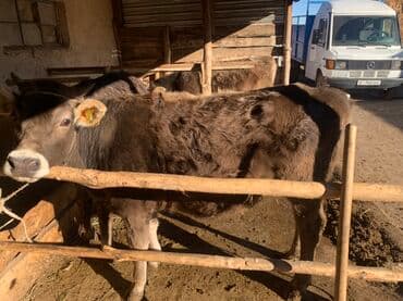 в добрые руки собаку: Продаю | Корова (самка) | На откорм | Привязанные — 2