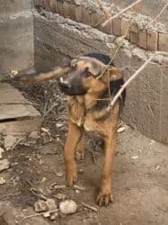 длинношерстная немецкая овчарка: ЗВОНИТЕ ТОЛЬКО!!!!Немецкая овчарка, классический окрас (чёрно-рыжий) — 2