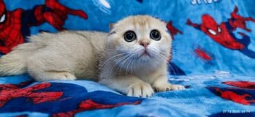 буудай сатылат: Скотиш Фолд (Шотландиялык шалпаң кулак), 3 айлык, Ургаачы, Алтын шиншилла — 6