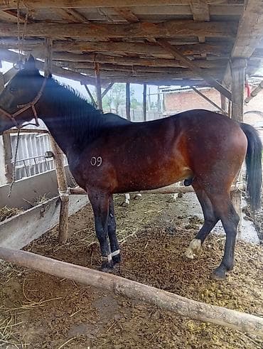 Үй жаныбарлары: Сатам | Жылкы (эркек), Байтал, Тай | Аргын — 7