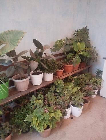 цветущий декабрист: Арбуз. Пилея Кадье (Pilea cadierei), также известная как — 5