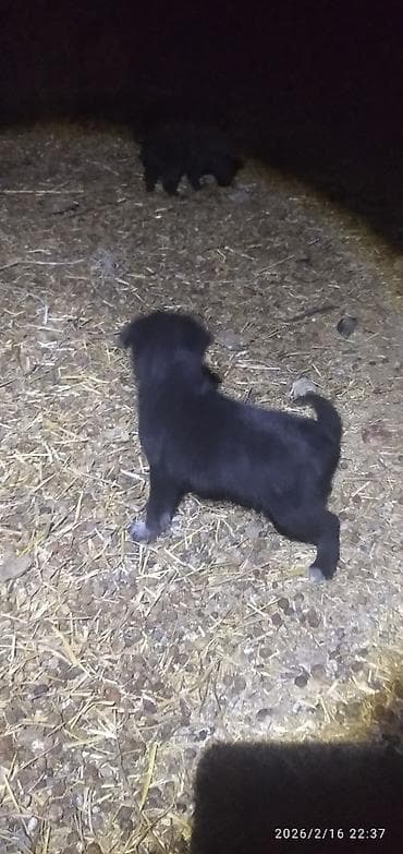 собаки питбуль: Лабрадор-ретривер, 1 месяц, Самка — 3