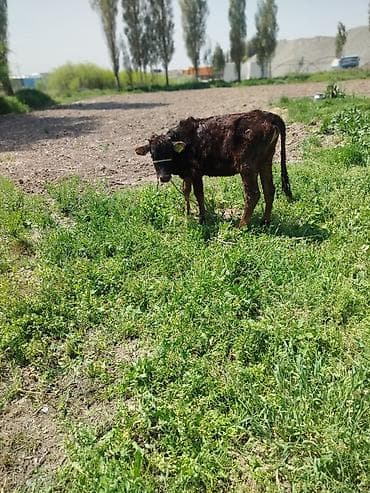 кошка домашняя: Продаю | Музоо, торпок | Полукровка | На откорм | Привязанные — 4