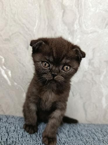 Продажа кошек: Шотландские котята (Scottish Fold/Scottish Straight) 1,5 месяца. - — 3