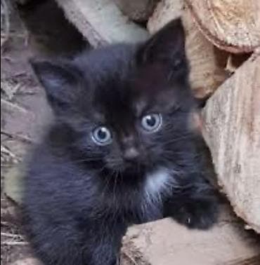 Кошка даром: Беспородная, 2 месяца, Девочка, Приучена к лотку, Проглистована