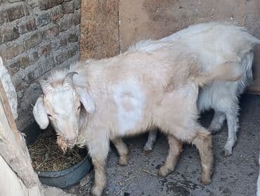 эчки бишкек: Сатам | Теке (эркек) — 1