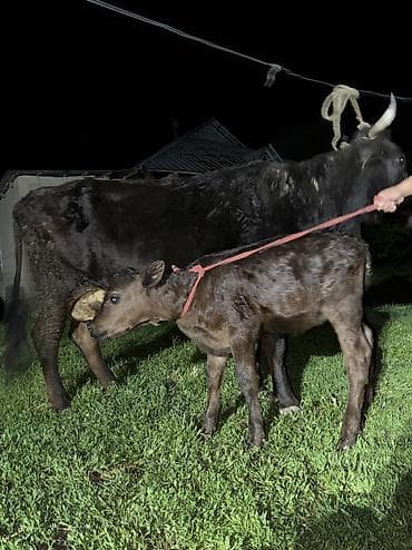 арашан ко: Сатам | Уй (ургаачы) | Сүт алуу үчүн | Байланган — 6