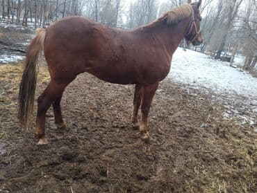 уй бодо мал: Сатам | Бээ (ургаачы) | Жумушка — 7