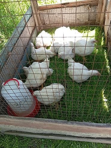 купить вольер для попугая: Продаю | Цыплята | Бройлерная | На забой — 2