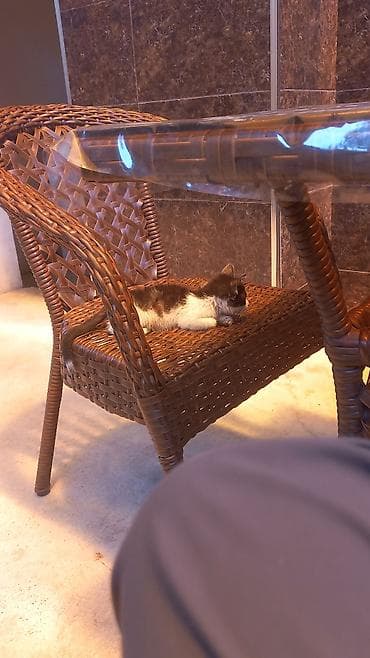 жалал абад кошки: Кошка даром: Беспородная, Мальчик — 4