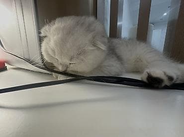купить котенка шиншилла: Скотиш Фолд (Шотландская вислоухая), 1 месяц, Мальчик, Серебристая шиншилла, Приучена к лотку — 3
