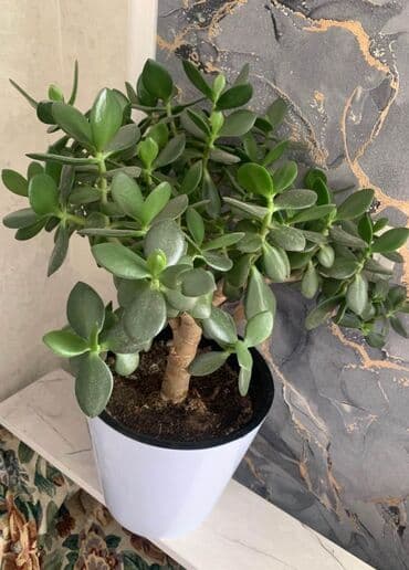 алоэ вера растение купить: Денежная дерево — 1